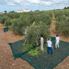 Best Italian Extra Virgin Olive Oil Buying Guide in the UAE (2026)