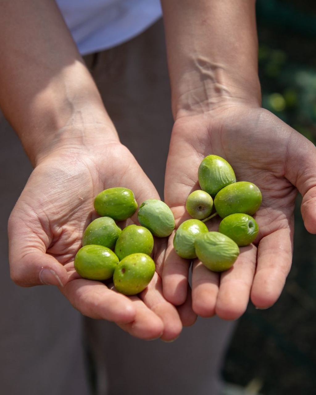 Freshly hand harvested green olives held in two open hands at the grove
