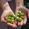 Freshly hand harvested green olives held in two open hands at the grove