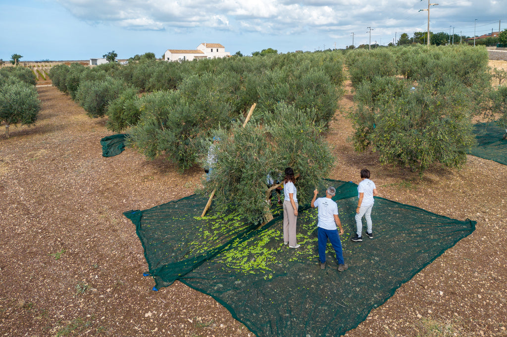 Best Italian Extra Virgin Olive Oil Buying Guide in the UAE (2026)